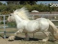 Gypsy Horses of Mandarin Gypsy Horses (2008) Gypsy Horses of Mandarin Gypsy Horses (2008)