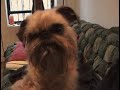 brussels griffon chewie