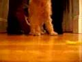 brussels griffon chewie