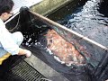 Selecting a Hoshikin Kohaku Tategoi Selecting a Hoshikin Kohaku Tategoi