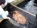 Selecting a Hoshikin Kohaku Tategoi