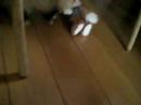 Ferrets