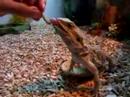 Pogona repas vers de farine Pogona repas vers de farine