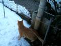 Gatto Mimmo e la neve in giardino (3a parte) Gatto Mimmo e la neve in giardino (3a parte)