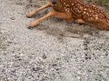 Baby Deer