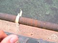 Dorada en estado puro, con escolta de sargos.