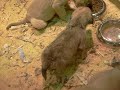 pet show 2007