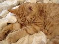眠りネコ動画