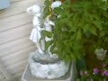 MY FLOWERS (roses will bloom again)