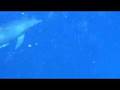 videos de 2008.9.11 小笠原ドルフィンスイム　ogasawara Dolphin swim