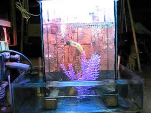 how to unclog an aquarium air stone
