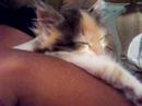 Purring happily