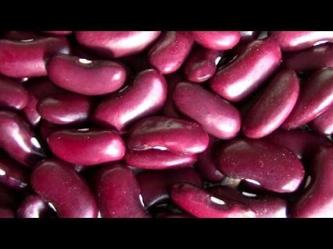 how to harvest kidney beans