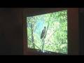 videos de Part 3 - Pollyanna Pickering - AFC Flag Expedition Presentation 2008