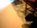 Portuguese water dog getting a beer! Obama's dog