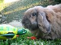 The tortoise and the hare