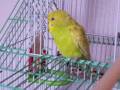 videos de Sunshine the Parakeet Sings 
