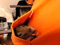 Pocket Degu