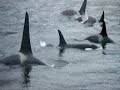 Orca, The Killer Whale Footage Orca, The Killer Whale Footage