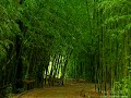 Bamboo forest
