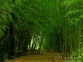 Bamboo forest Bamboo forest