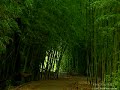 Bamboo forest