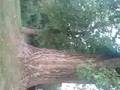 jason up the tree ep.1