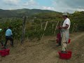Vinhøst i Toscana