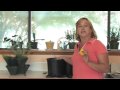 Indoor Plants : How to Grow Lemon Trees Inside