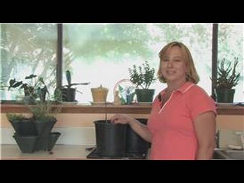 how to grow a lemon tree indoors