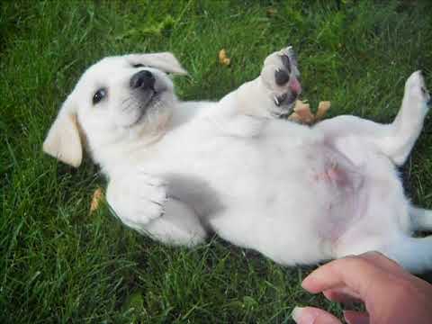 Jay at 6 weeks of age