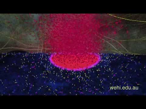 Cell death: a pore forms in a mitochondrion - YouTube
