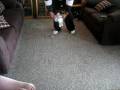 videos de Elfo de John
