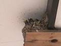 ツバメの親鳥がヒナに餌をやる瞬間です