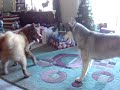 Kodi and Didi pt 2