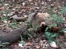 Komodo dragon eating deer while still alive
