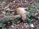 helicopter-gives-deer-blow-job-saving-its-life.html