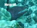 SCUBA Diving off Kauai (Ni'ihau Island)