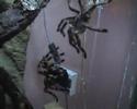 Poecilotheria regalis mating Poecilotheria regalis mating