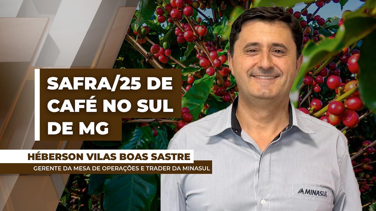 Rendimento da safra/25 de café no Sul de MG apresenta queda de até 12%