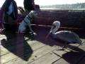 Dog meets Pelican at the Santa Barbara boardwalk