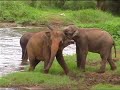 pinnawela-elephant-orphanage-sri-lanka.html
