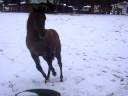 poulain