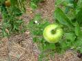videos de Casa Rural Urbasa Urederra NÂº 178 - Tomates y Puerros -Agroturismo Navarra -19 -28297 B