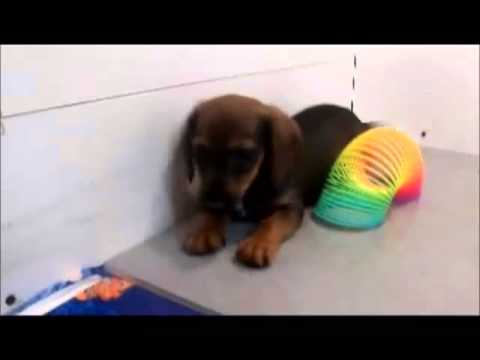 Daytona playing with a slinky