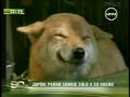 perro y gato impresionante..