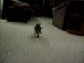 videos de Kitten playing fetch