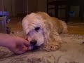 Dusty playing with squeaky toy Dusty playing with squeaky toy