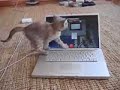 Funny cat playing Mac Funny cat playing Mac