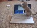 Funny cat playing Mac